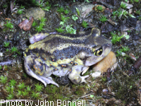 Eastern Spadefoot Toad 